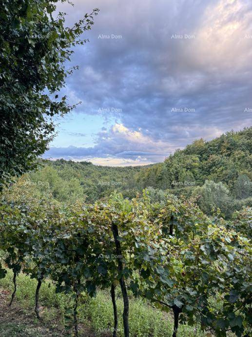 Malerischer Blick auf Weinberge und bewaldete Hügel unter einem dramatischen Himmel.