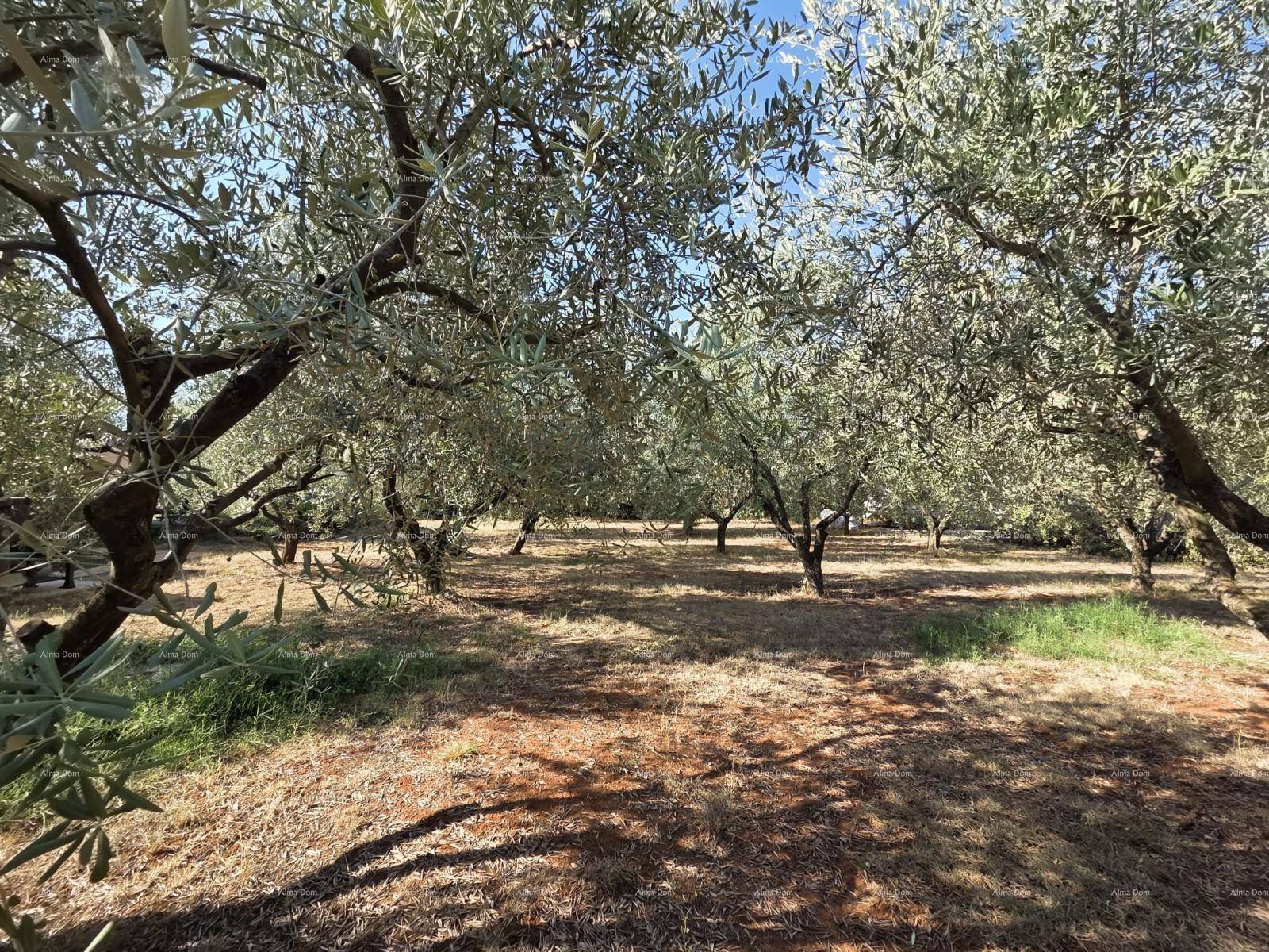 Dichter Olivenhain mit schattenspendenden Bäumen und sonnigen Bereichen auf dem trockenen Boden der Plantage.
