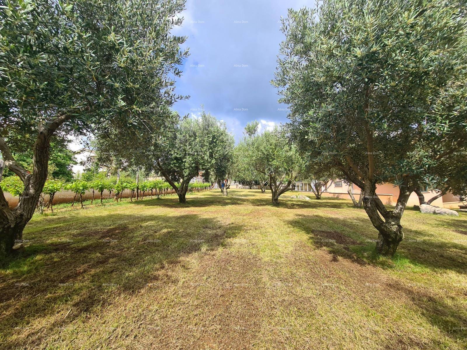 Weitläufiger Garten mit Olivenbaumreihen und einem Weinberg im Hintergrund unter blauem Himmel.