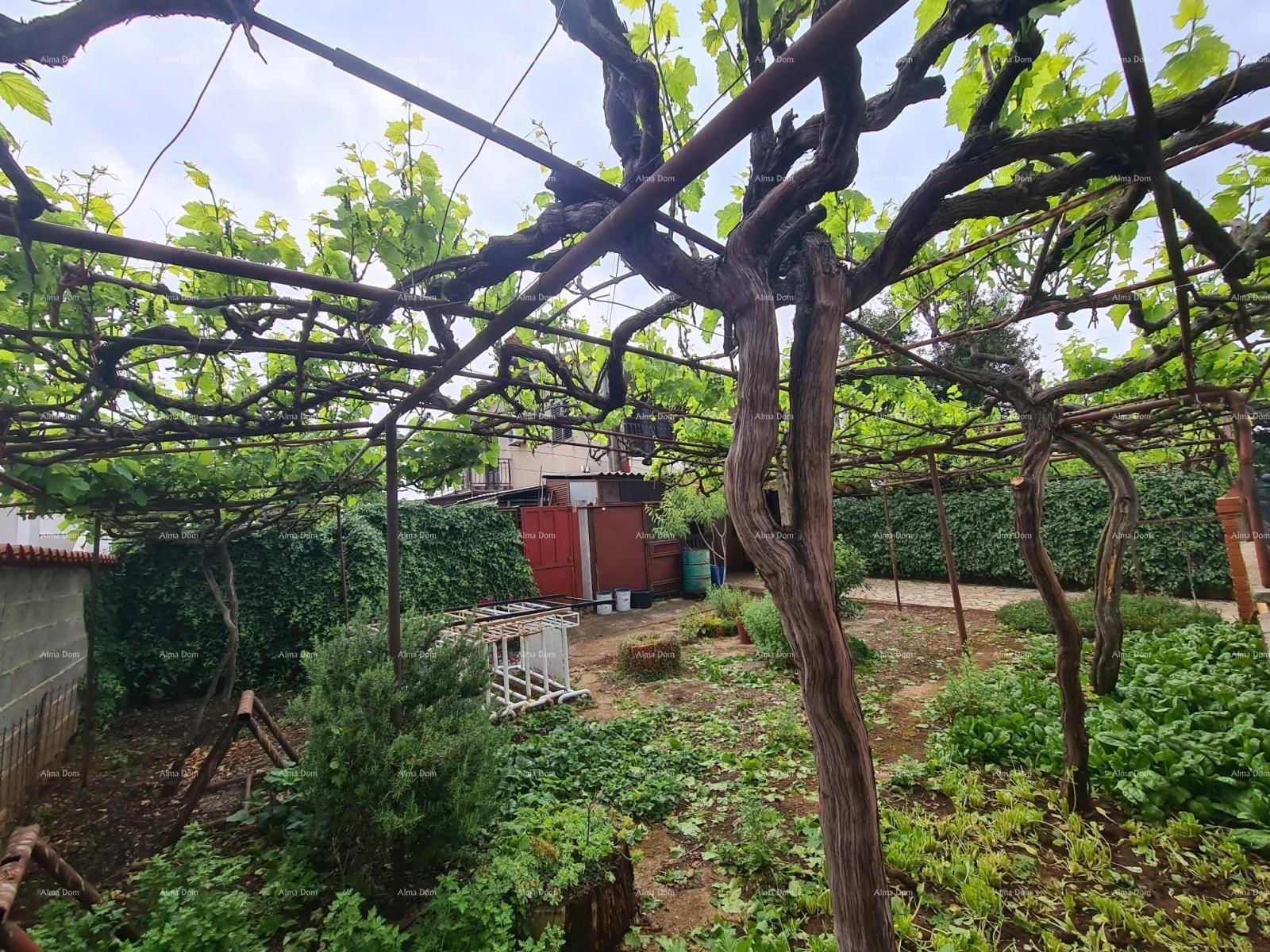 Üppiger Gartenbereich mit Weinreben, Hecken und einem kleinen Schuppen im Hintergrund des Grundstücks.