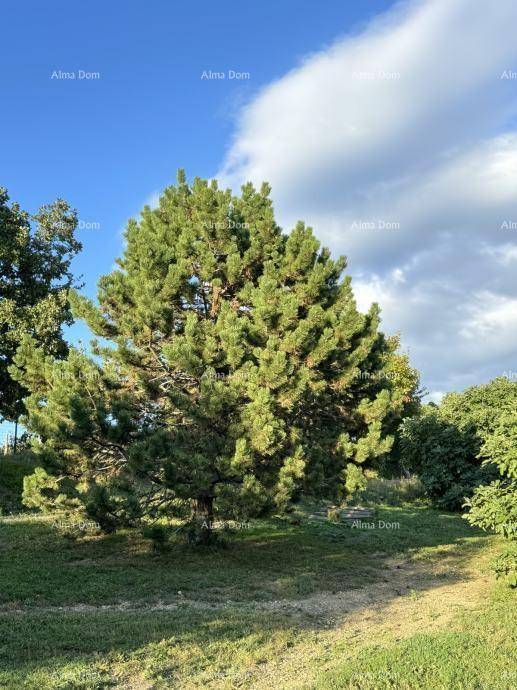 Großer Nadelbaum in einem gepflegten Gartenbereich unter blauem Himmel mit Wolken.