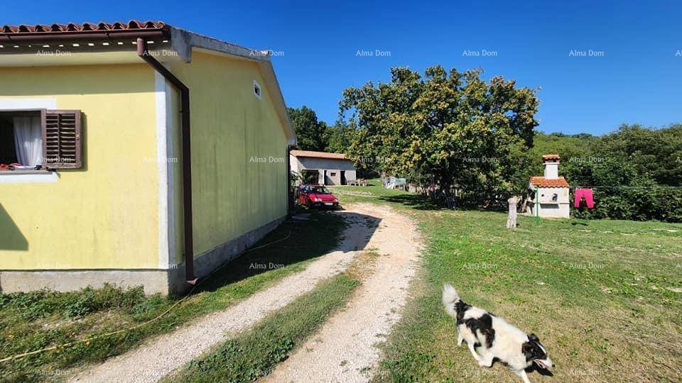 Seitenansicht des gelben Hauses mit Schotterweg und einem Hund, der durch den sonnigen Garten läuft.
