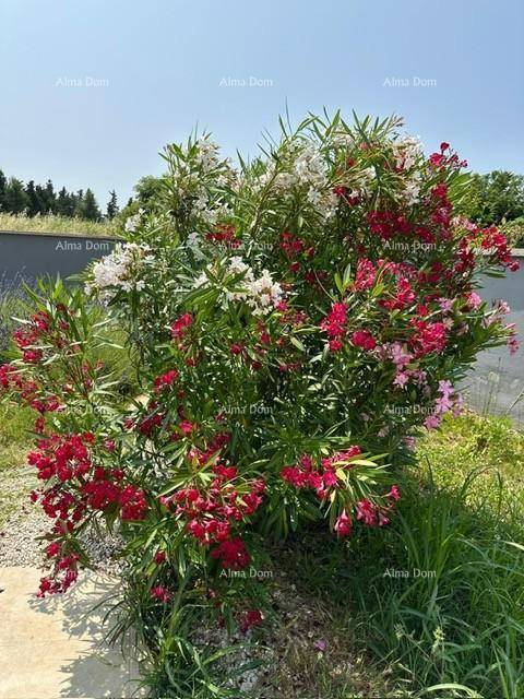 Prächtiger Oleanderbusch mit roten und weißen Blüten, der den Garten schmückt.