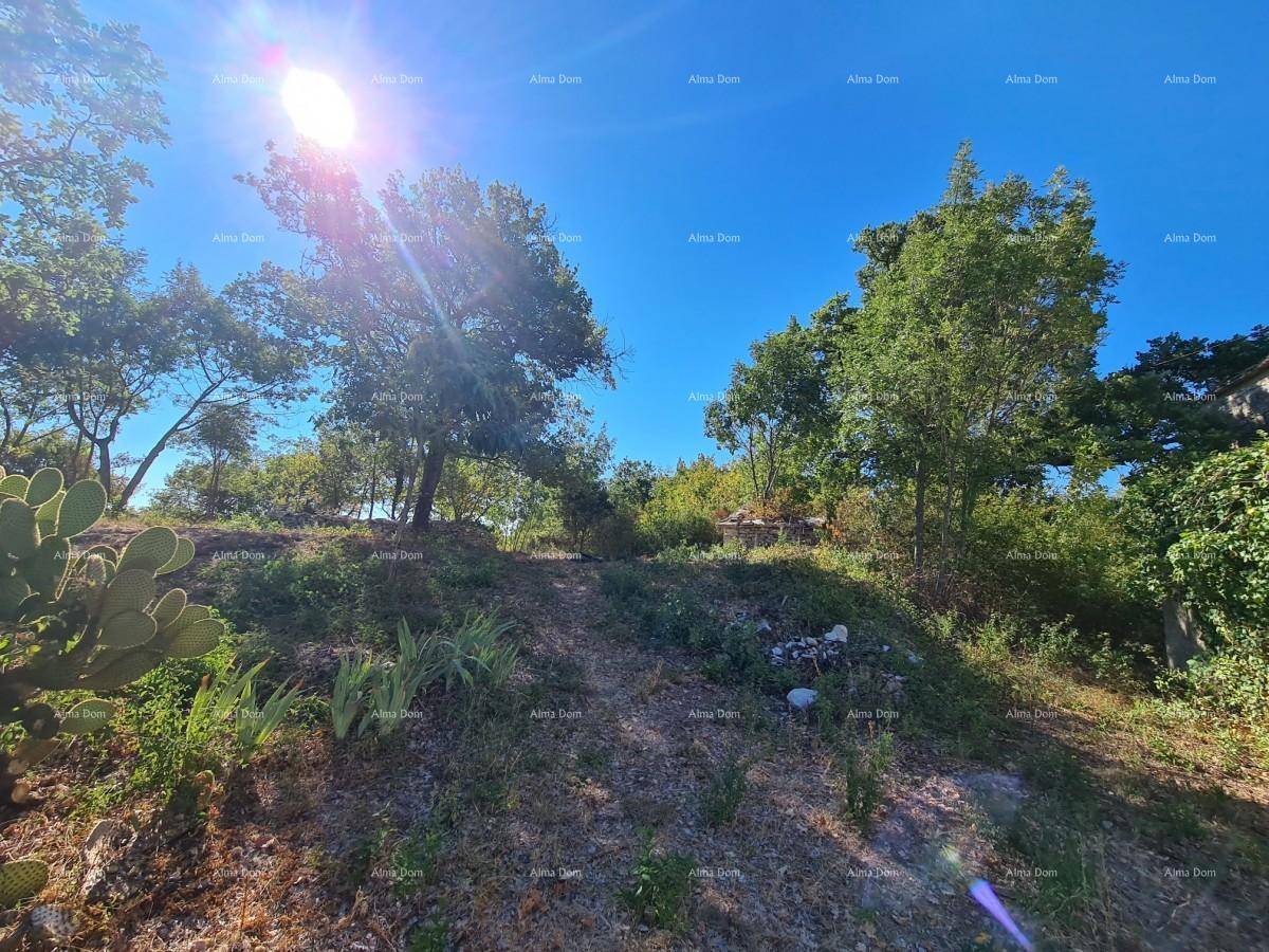 Weitläufige, sonnige Landschaft mit Bäumen und trockener Vegetation unter blauem Himmel.