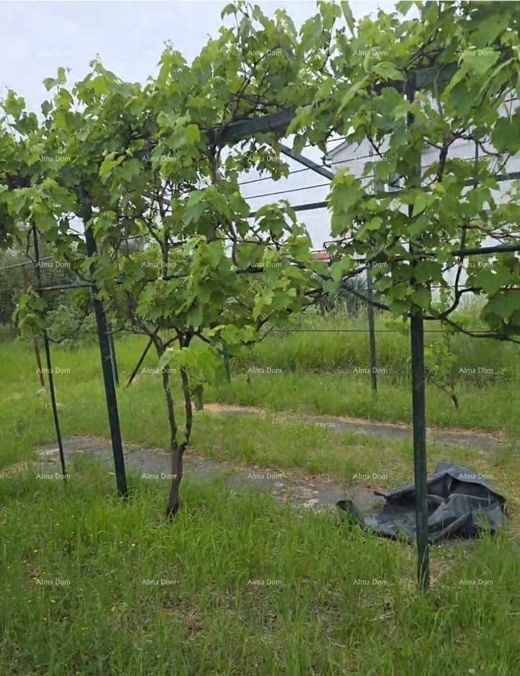 Kleiner Weinberg oder Rebenpergola mit grünen Blättern auf einem grasbewachsenen Grundstück.
