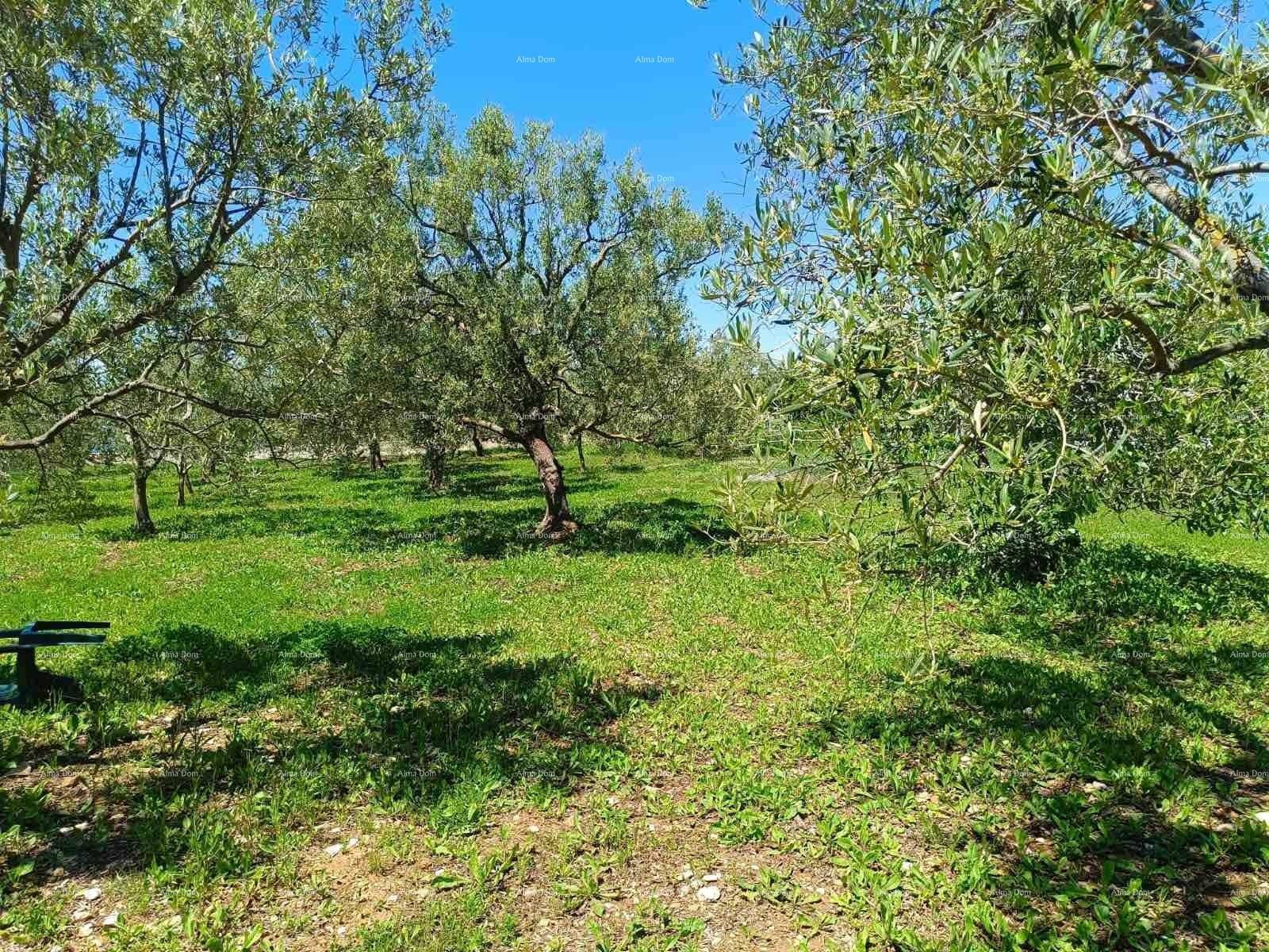Sonnige Olivenbäume auf einer weitläufigen grünen Wiese, die eine idyllische Landschaft bilden.