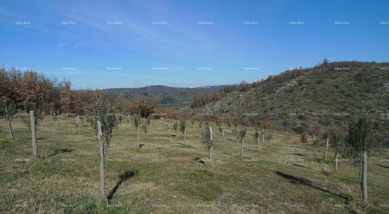 Weite, sonnige Landschaft mit Reihen von jungen Bäumen und bewaldeten Hügeln im Hintergrund, sehr naturnah.
