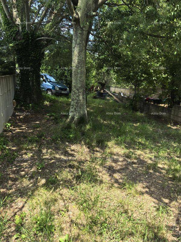 Verwilderter Gartenbereich mit Bäumen und Gras, der Pflege benötigt.