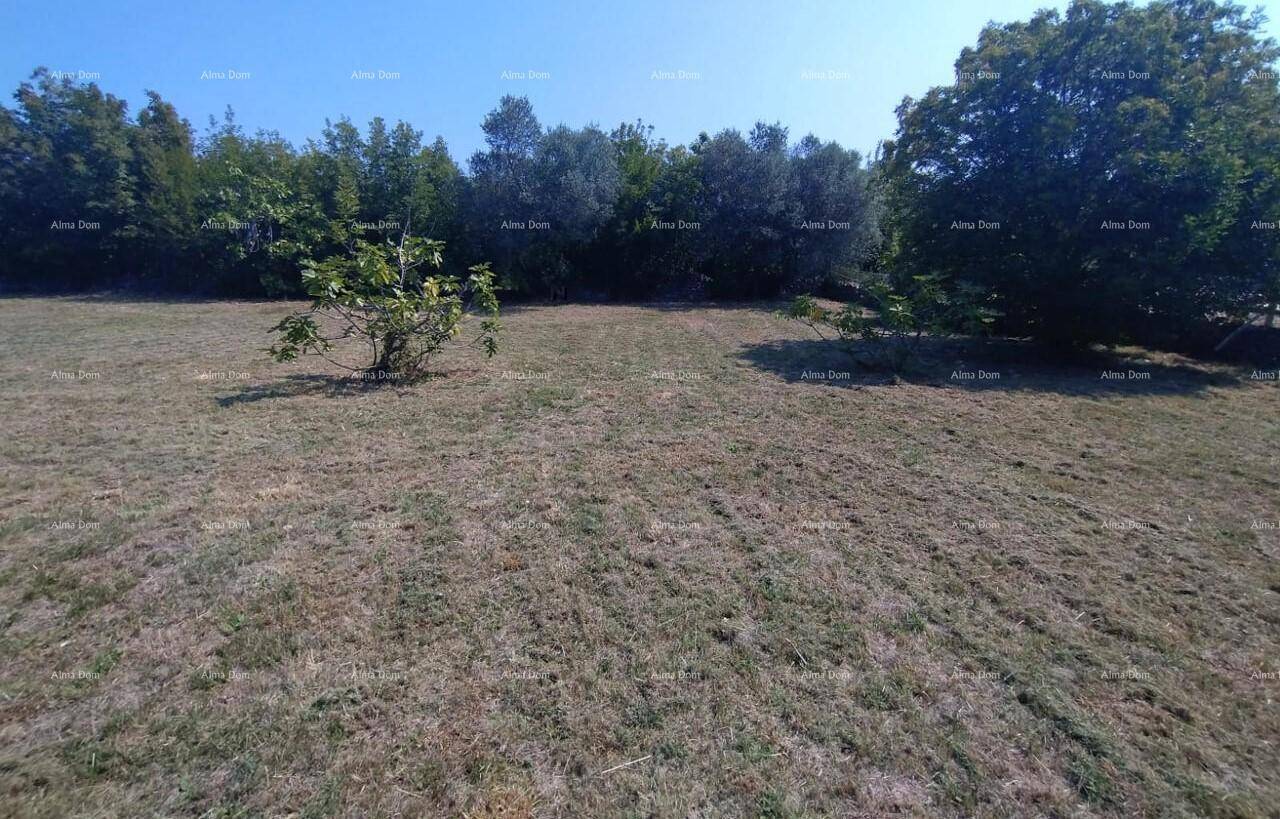 Weitläufiges trockenes Feld mit vereinzelten Bäumen unter klarem blauem Himmel, ideal für ländliche Nutzung.