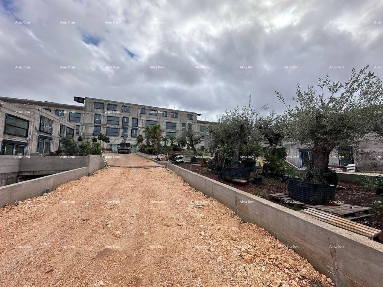 Baustelle eines modernen Gebäudes mit unfertiger Zufahrt und großen Olivenbäumen im Vordergrund.