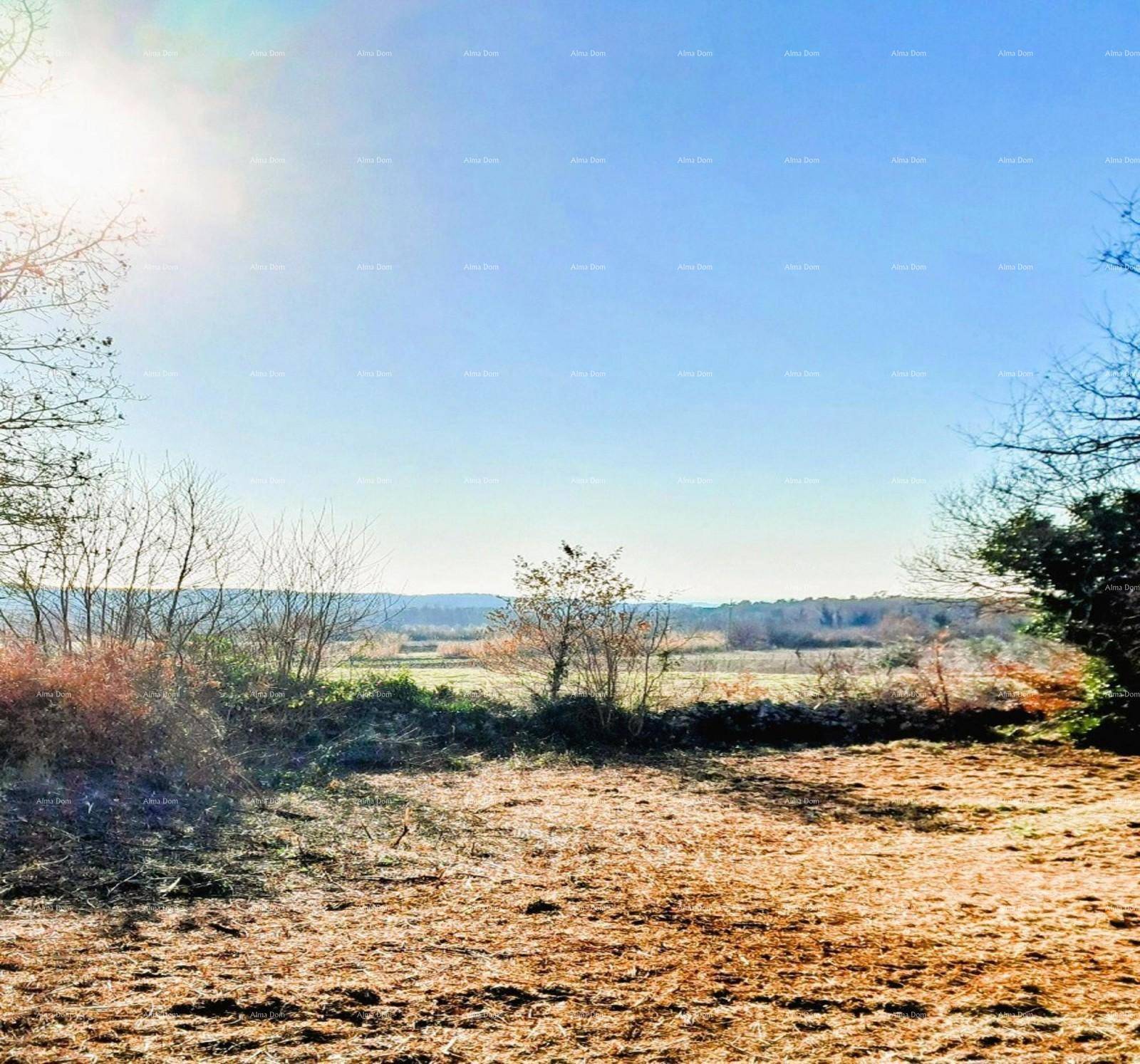 Sonnige Landschaft mit trockener Wiese und Bäumen, die einen weiten Blick in die Ferne bietet.