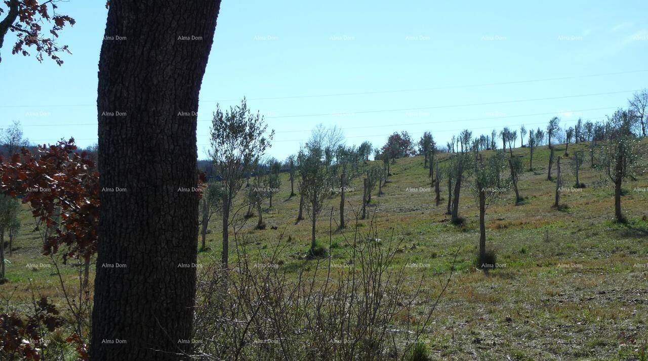 Sonnige Landschaft mit jungen Bäumen auf einem Hang und einem großen Baumstamm im Vordergrund, bietet Ruhe.