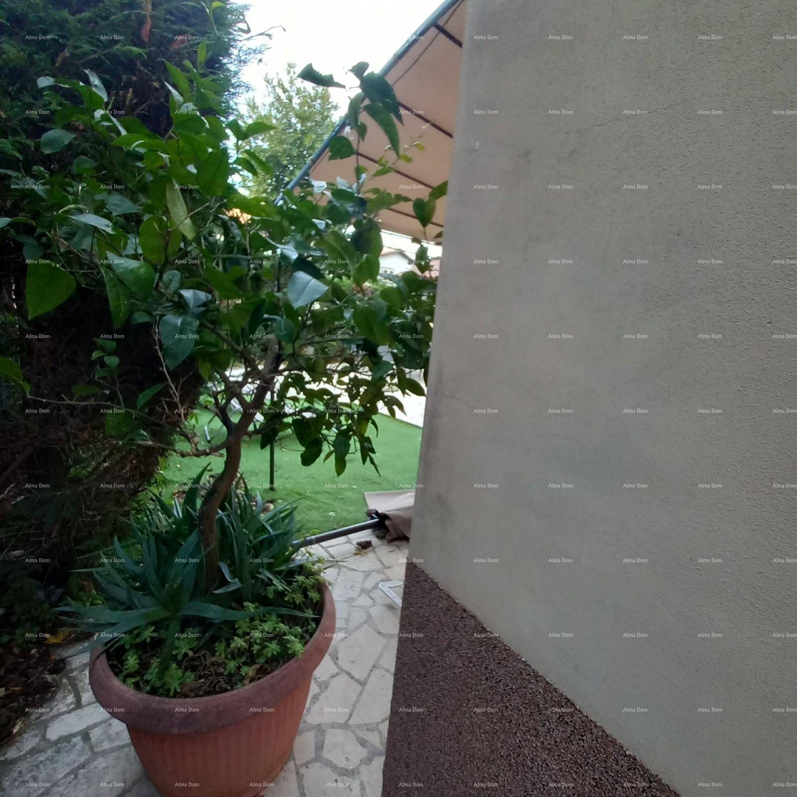 Detailaufnahme eines Zitronenbaums in einem Topf auf der gepflasterten Terrasse im Garten.