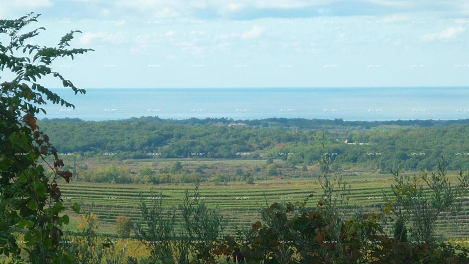 Weitläufiger Blick über terrassierte Weinberge und dichte Wälder bis zum Horizont des Meeres.