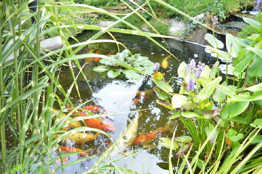 Teich mit bunten Koi-Karpfen und Wasserpflanzen, umgeben von üppigem Grün.