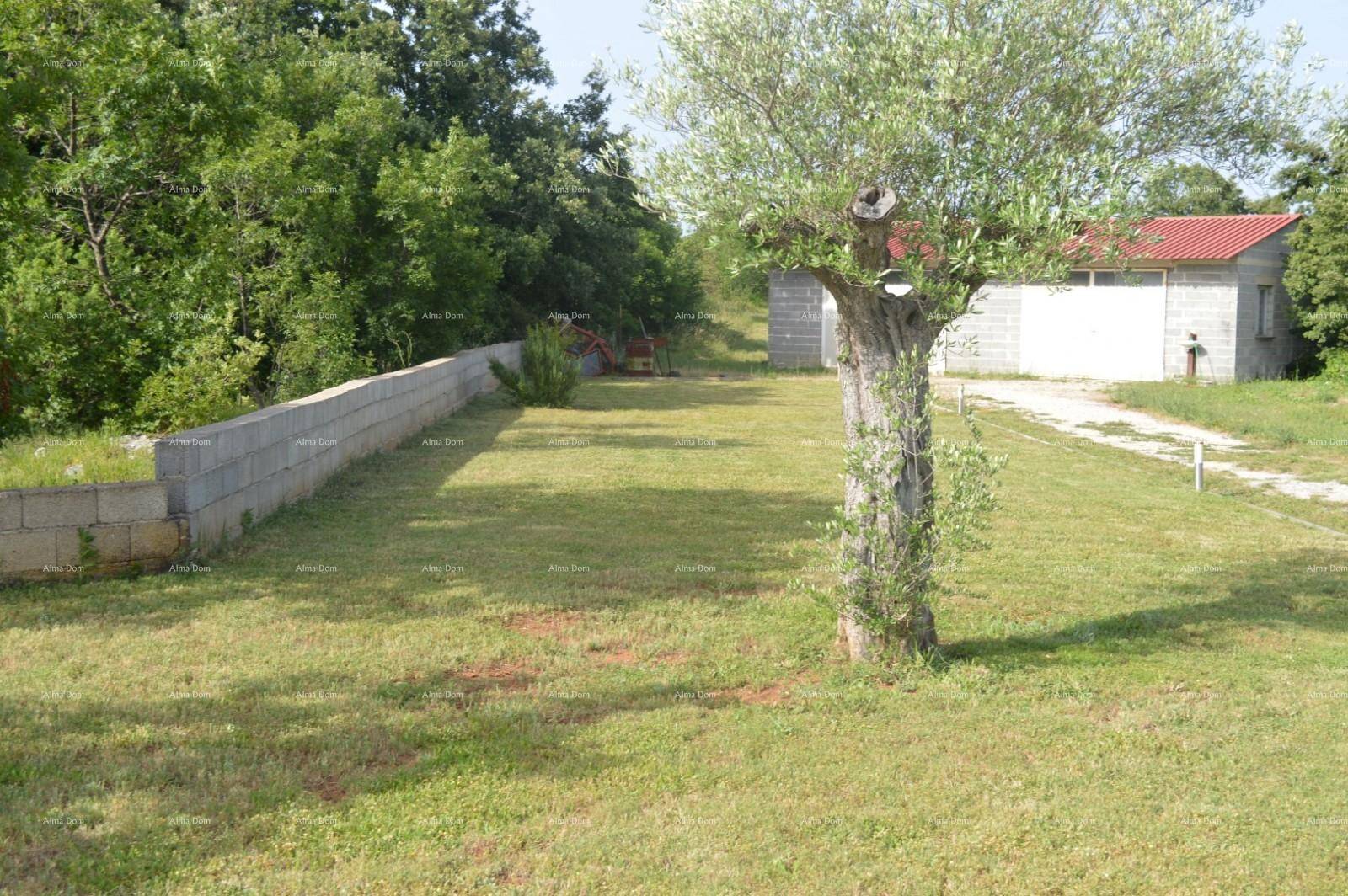 Gepflegter Rasenbereich mit einem alten Olivenbaum und einer niedrigen Steinmauer.