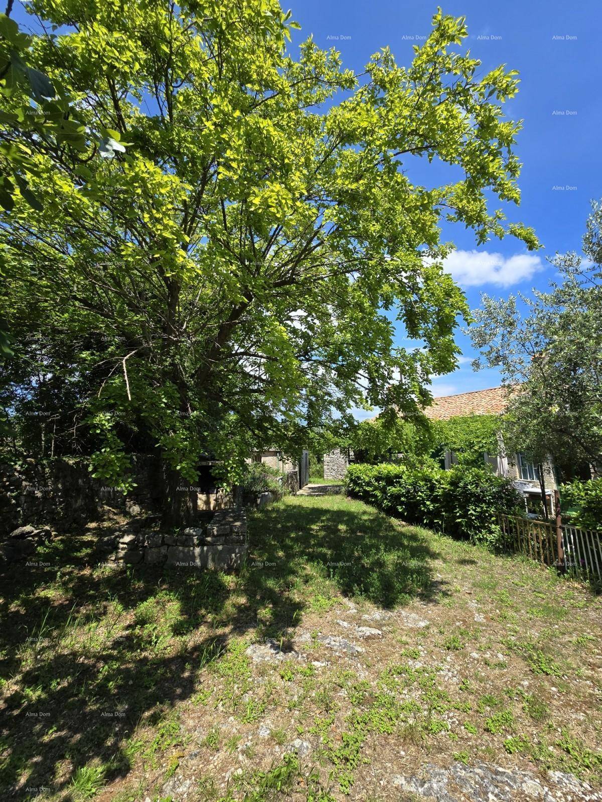Grüne Rasenfläche mit einem großen Baum im Vordergrund und alten Gebäuden im Hintergrund.