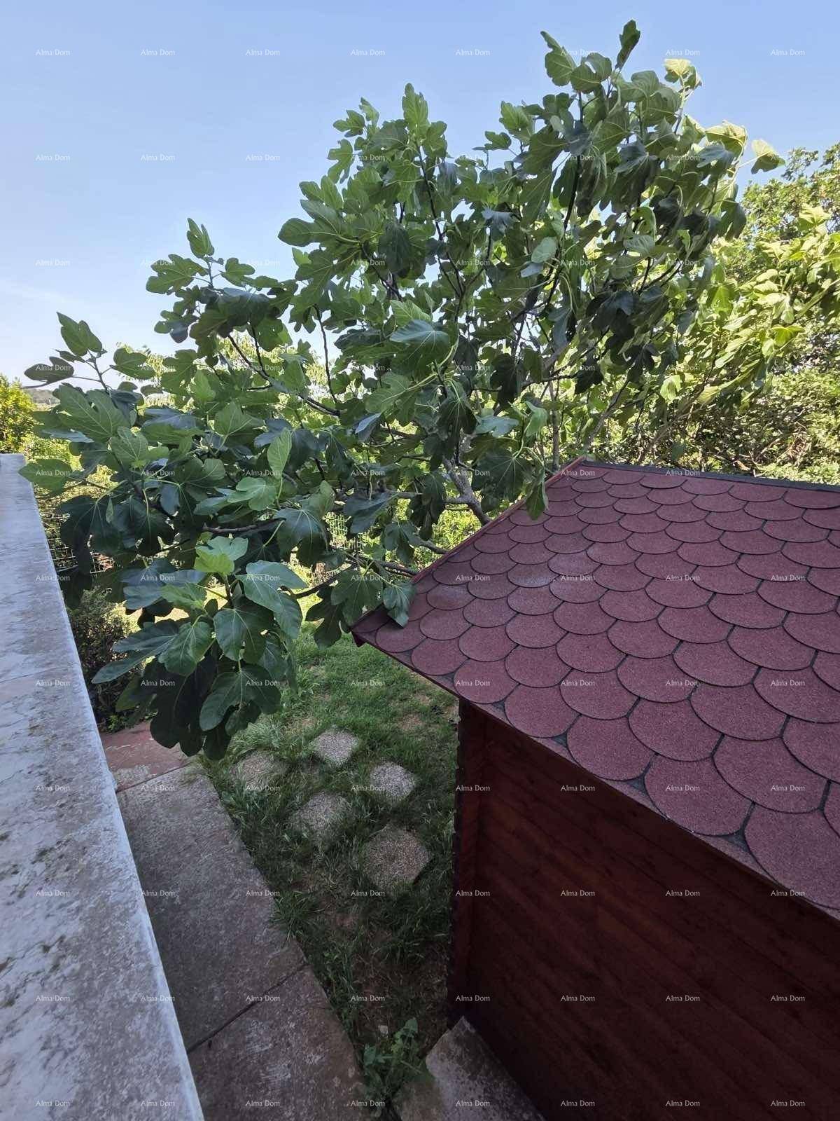 Blick von oben auf einen Holzschuppen und den umliegenden Garten mit Feigenbaum.