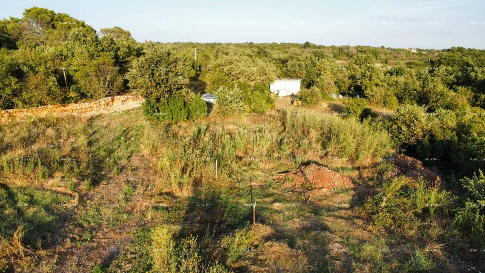 Naturbelassenes Grundstück mit dichter Vegetation und Bäumen, umgeben von einer grünen Hügellandschaft.