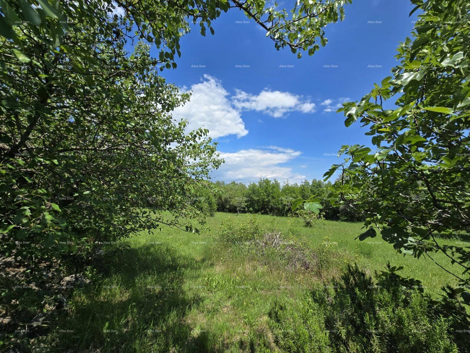 Panoramablick auf eine weite grüne Wiese, umrahmt von Bäumen unter blauem Himmel.