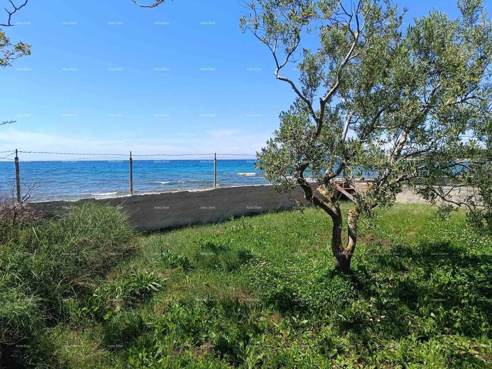 Grüne Rasenfläche mit einem Olivenbaum im Vordergrund und direktem Blick auf das blaue Meer.