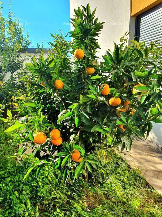 Kleiner Orangenbaum mit reifen Früchten im Garten, sonnig und gepflegt.