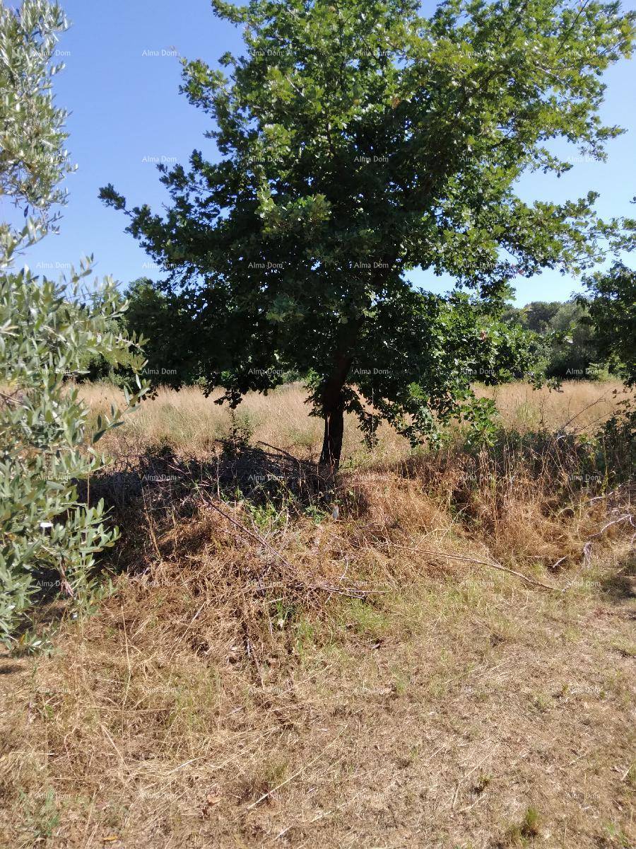Ein großer, einzelner Baum steht inmitten eines trockenen Feldes, umgeben von weiterer Vegetation unter klarem Himmel.