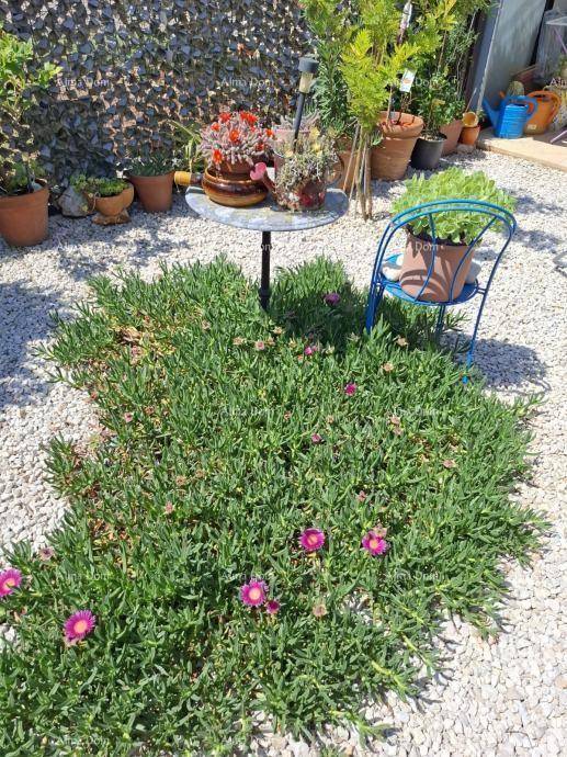 Nahaufnahme von blühenden Bodendeckern auf Kiesboden mit einem kleinen Gartentisch.