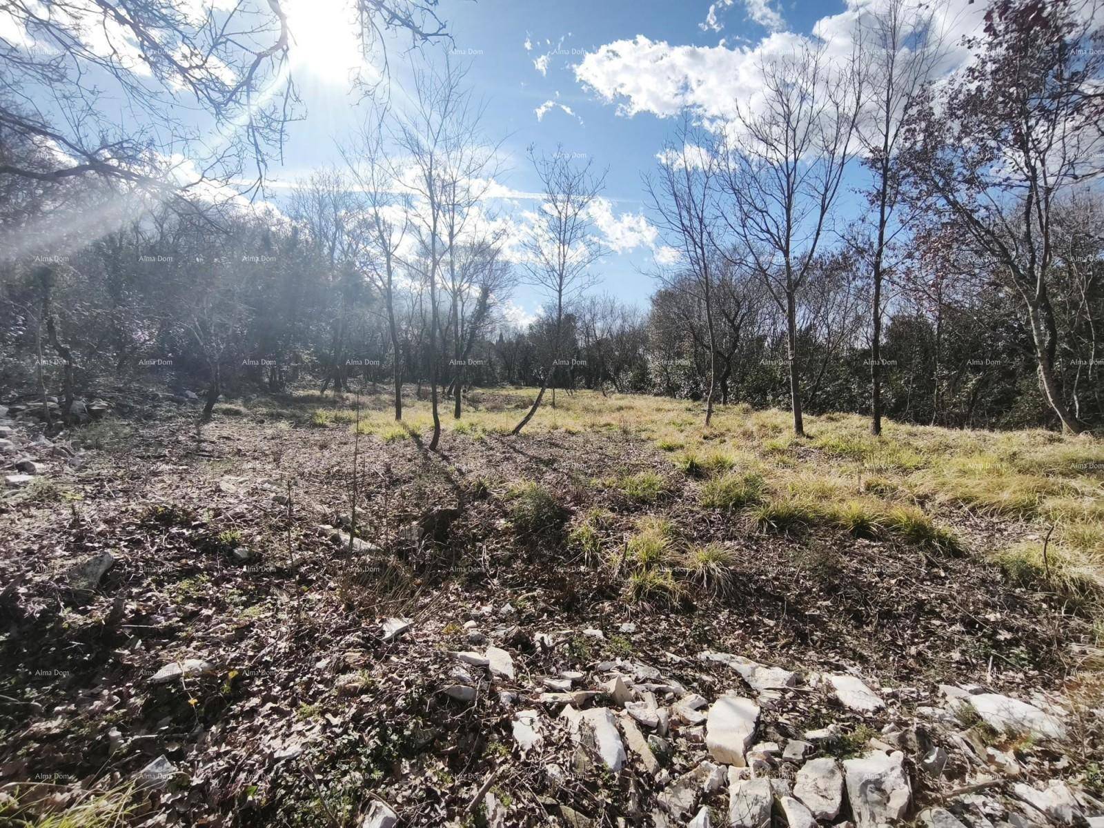 Naturbelassenes Grundstück mit trockener Vegetation und Bäumen, beleuchtet von der Sonne am Horizont.