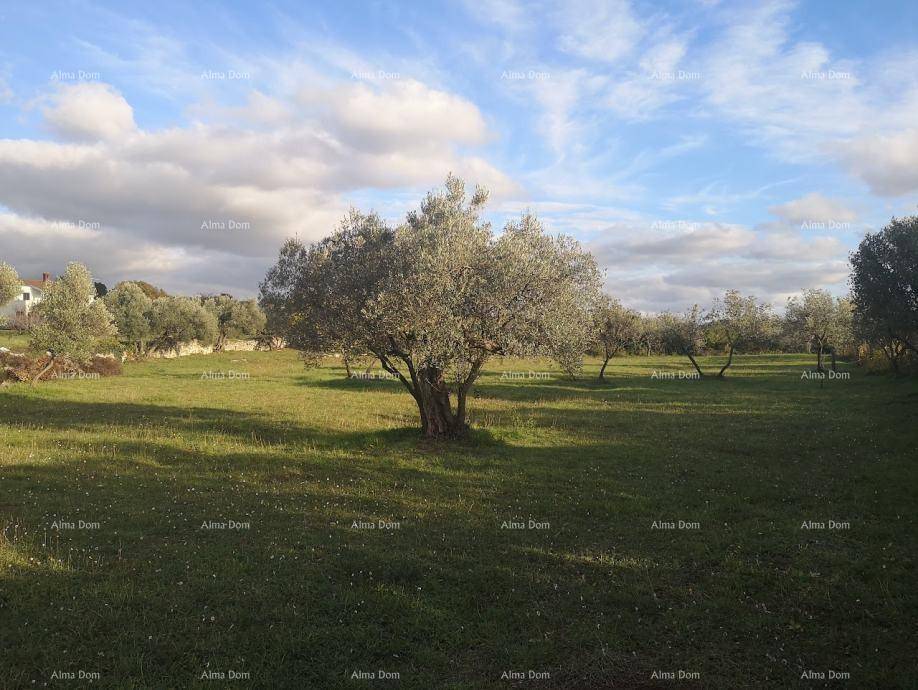 Weitläufiges Feld mit alten Olivenbäumen unter einem bewölkten Himmel, ideal für Naturliebhaber.