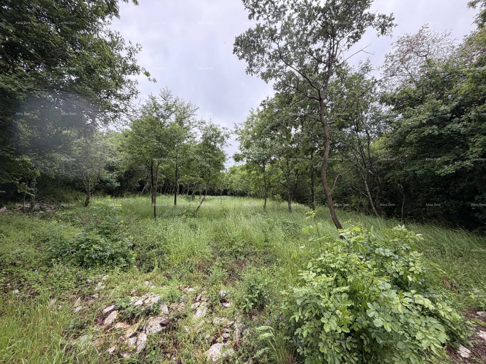 Weitläufiges, grasbewachsenes Grundstück mit jungen Bäumen und dichtem Wald im Hintergrund unter bewölktem Himmel.