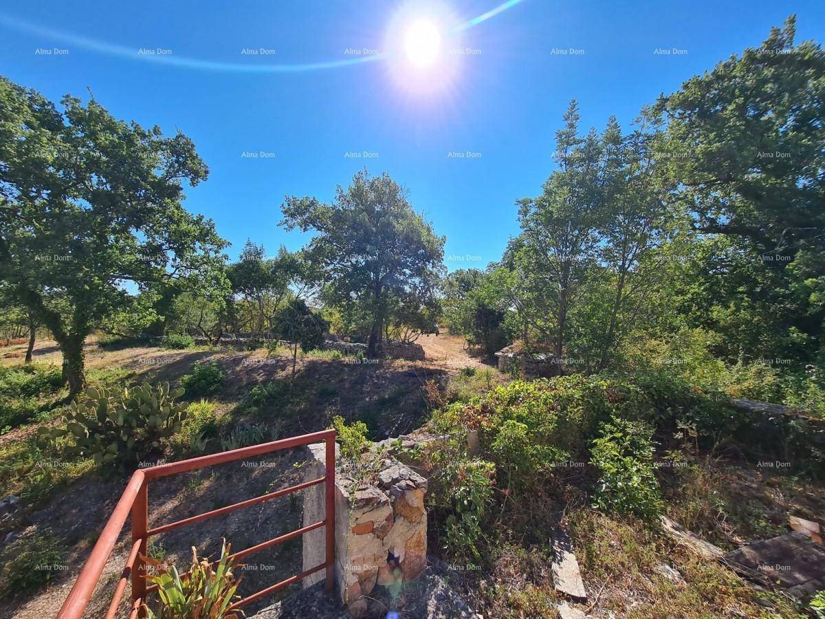 Weitläufige, sonnige Landschaft mit Bäumen und trockener Vegetation unter blauem Himmel.