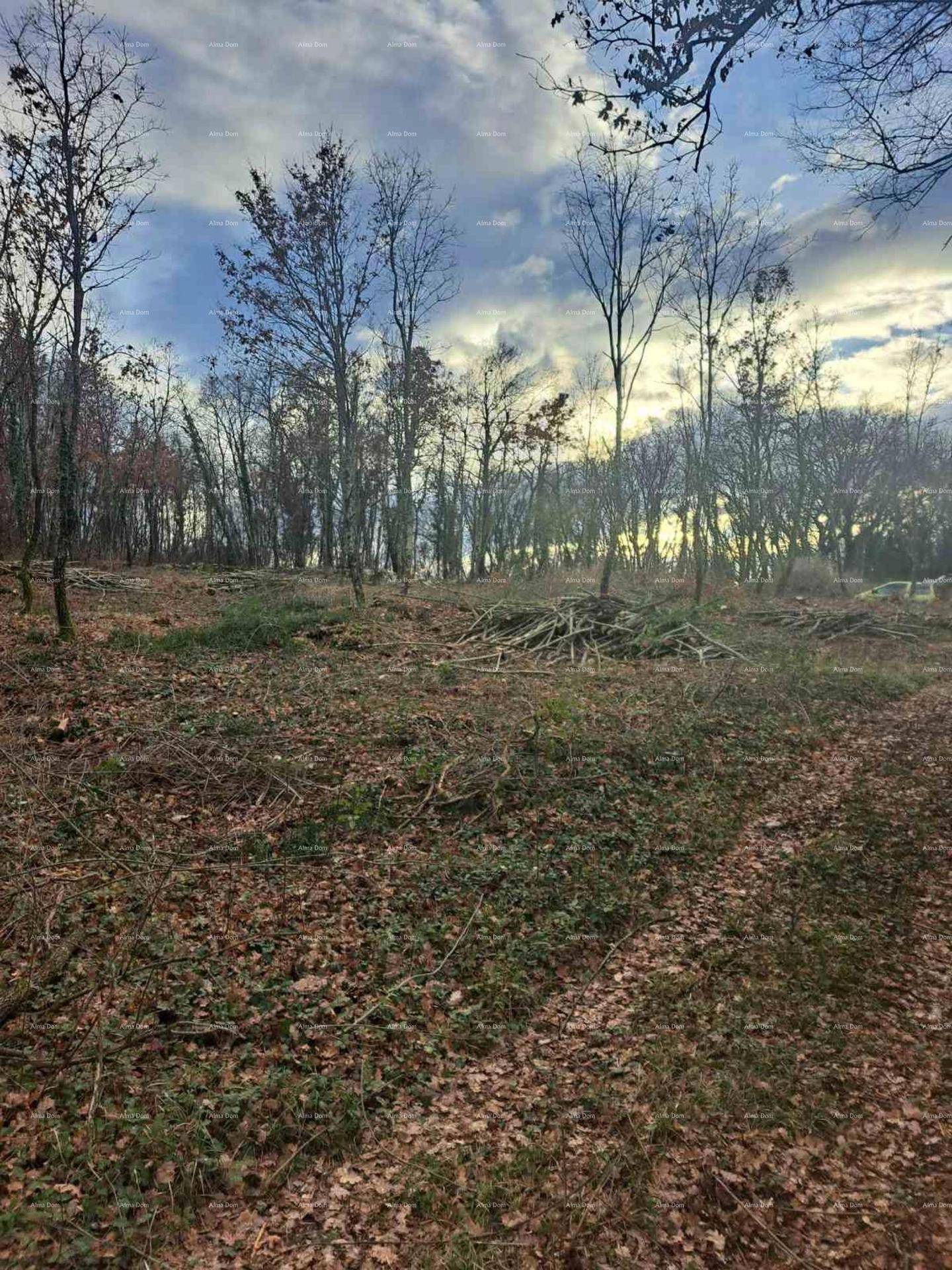 Blick über ein weitläufiges, teilweise gerodetes Grundstück mit Waldrand und herbstlicher Vegetation.