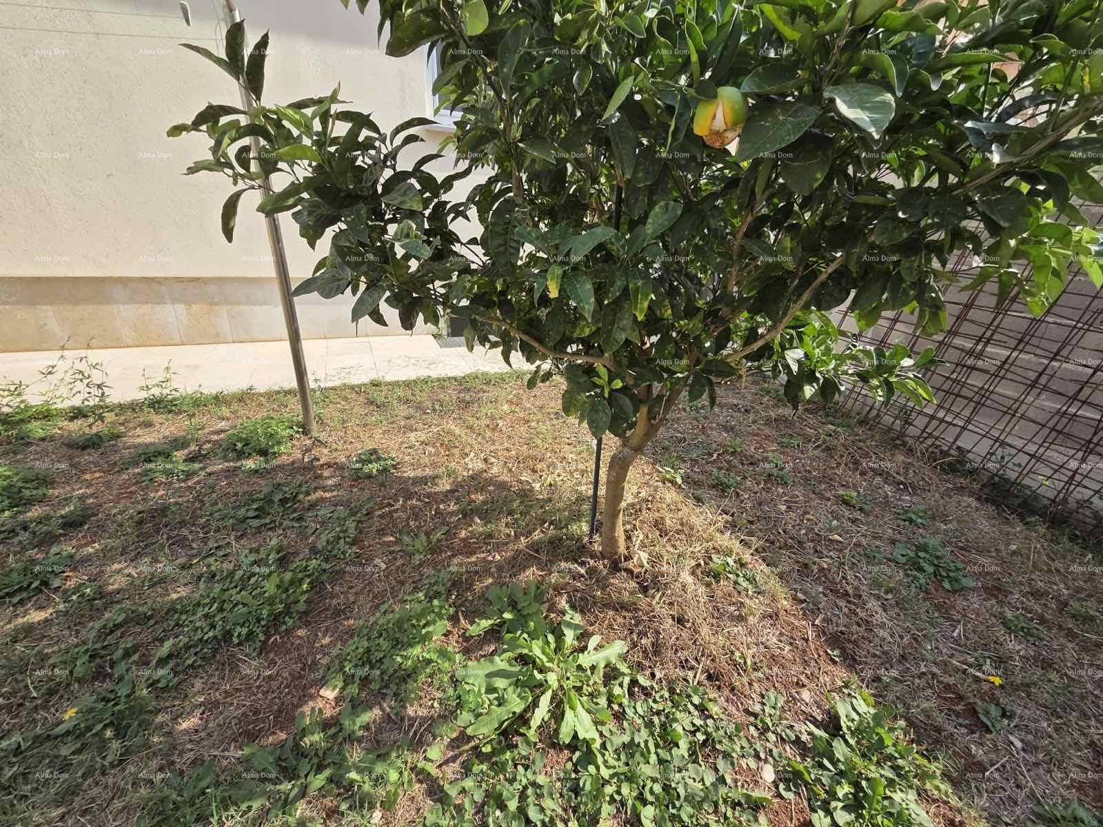 Nahaufnahme eines jungen Obstbaums in einem kleinen Gartenbereich.