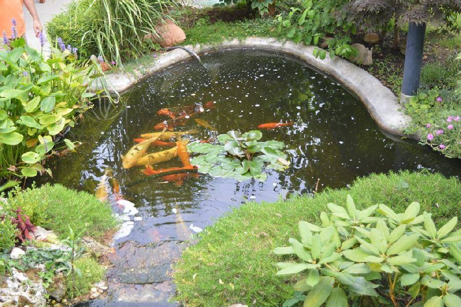 Malerischer Gartenteich mit Zierfischen, Seerosen und vielfältiger Uferbepflanzung.