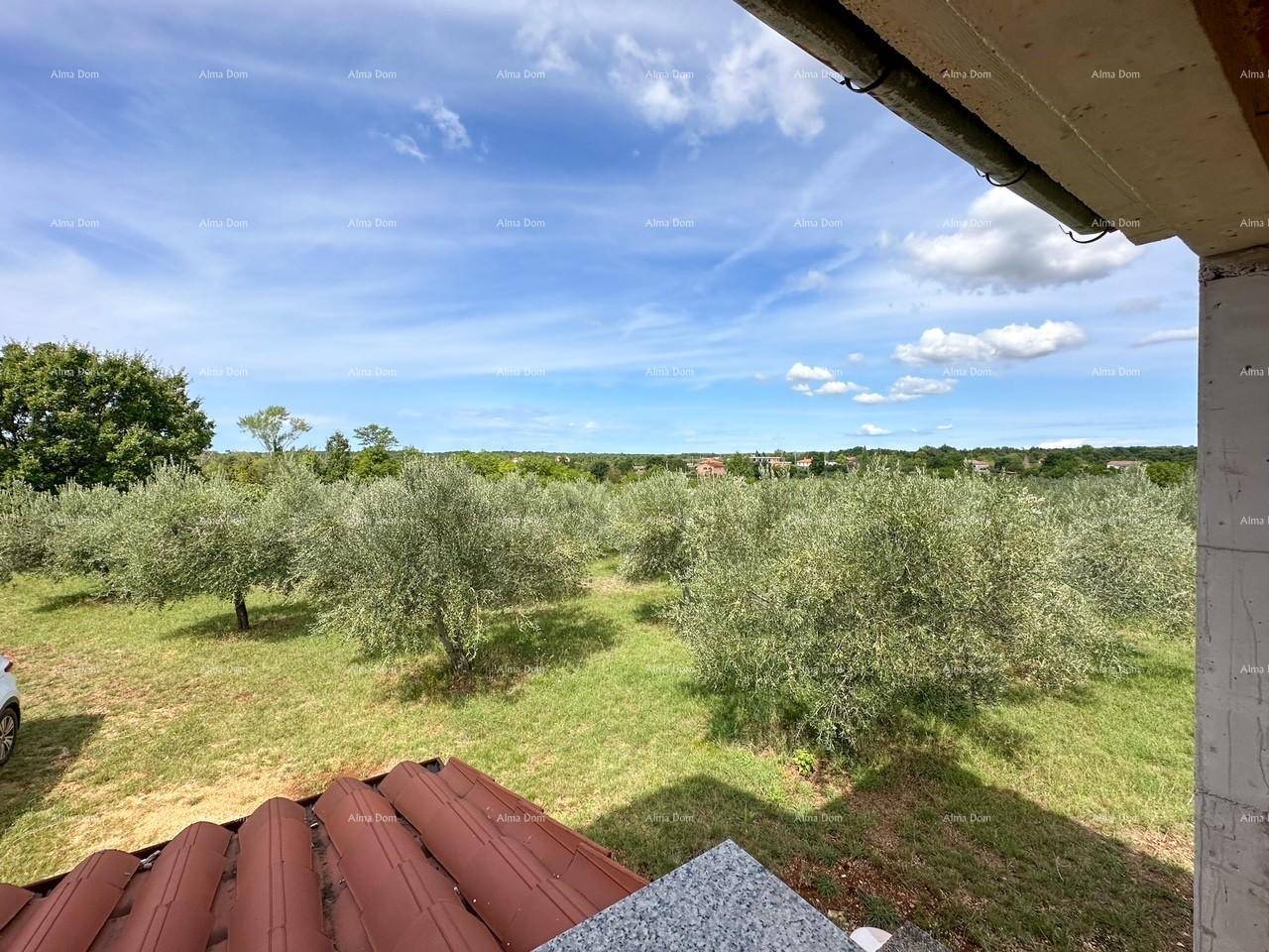 Weitläufiger Blick über eine Olivenbaumplantage unter einem klaren blauen Himmel.