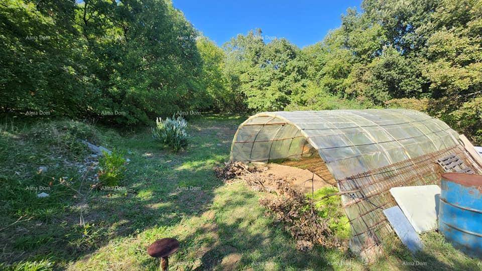 Gewächshaus im Gartenbereich, umgeben von Bäumen und natürlicher Vegetation.