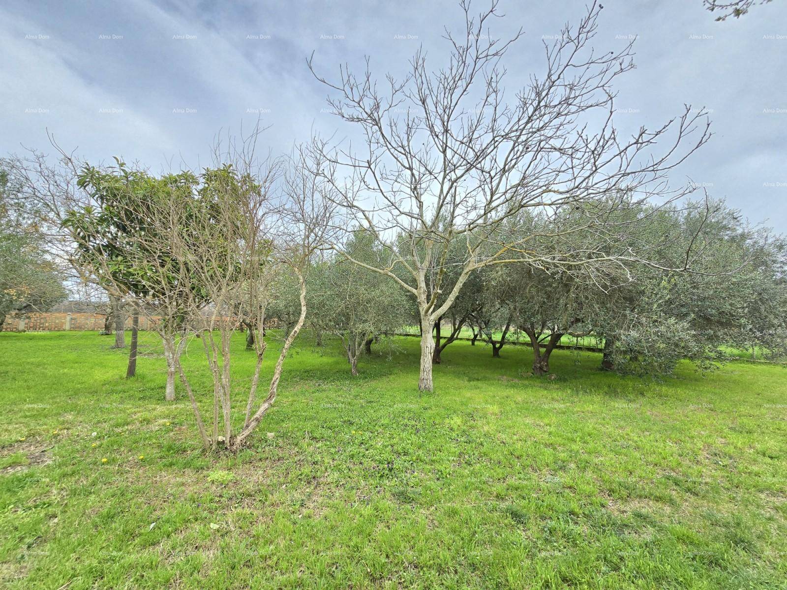 Großer Gartenbereich mit verschiedenen Bäumen und viel Grünfläche, ideal für Erholung und Freizeit.