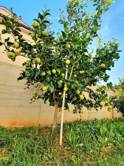 Zitronenbaum mit vielen reifen Früchten im Garten, umgeben von Grün.