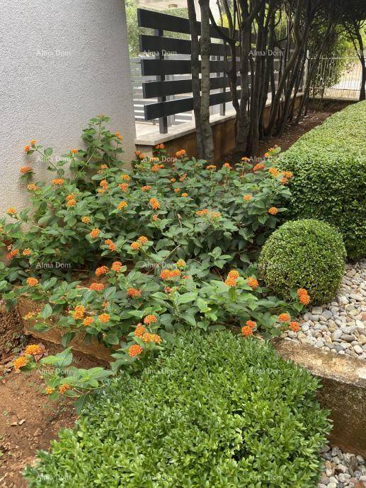Blumenbeet mit leuchtend orangefarbenen Blüten, kleinen Hecken und Zierkies.