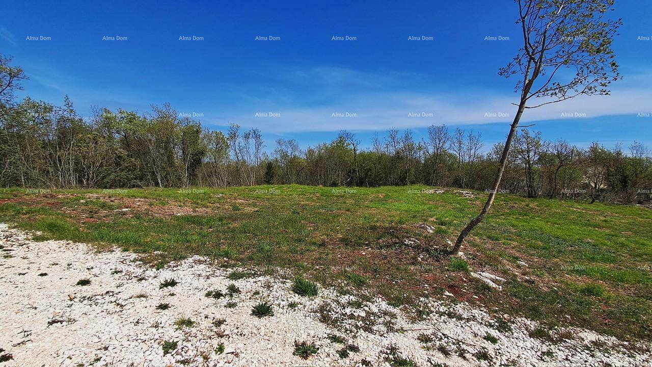 Weitläufige Grünfläche mit Schotteranteil und einem jungen Baum unter strahlend blauem Himmel.