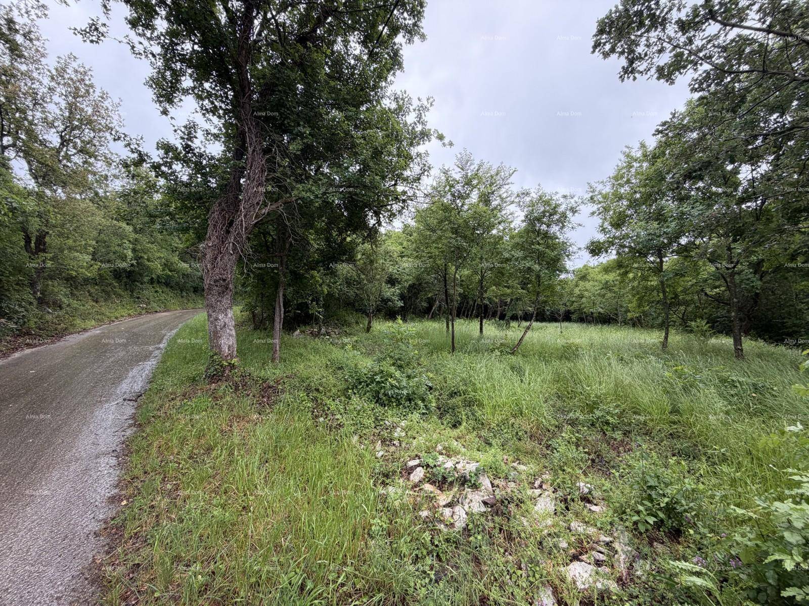 Schmale, nasse Straße führt durch eine grüne, bewaldete Landschaft mit üppiger Vegetation unter einem bewölkten Himmel.