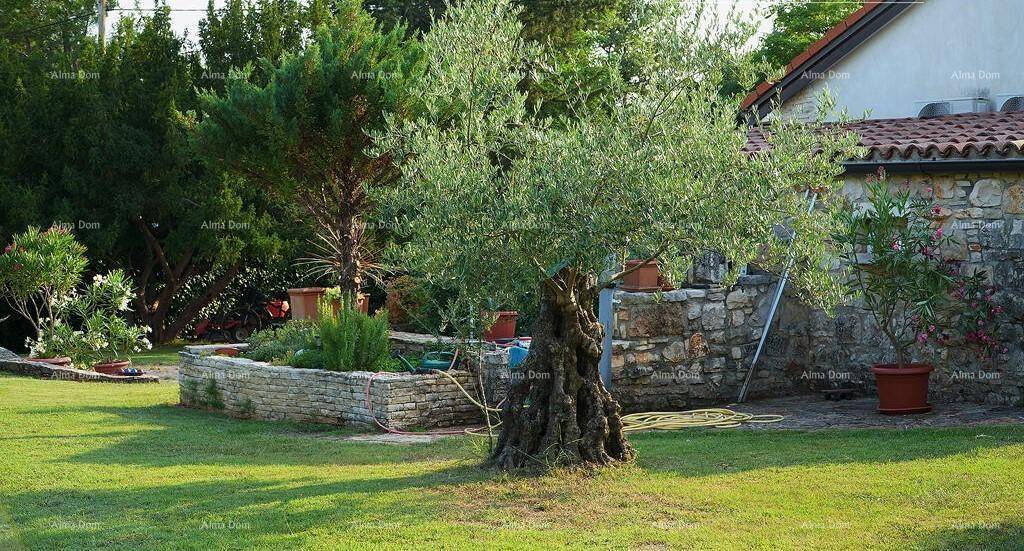 Alter Olivenbaum im gepflegten Garten mit erhöhten Steinbeeten und üppiger Vegetation.