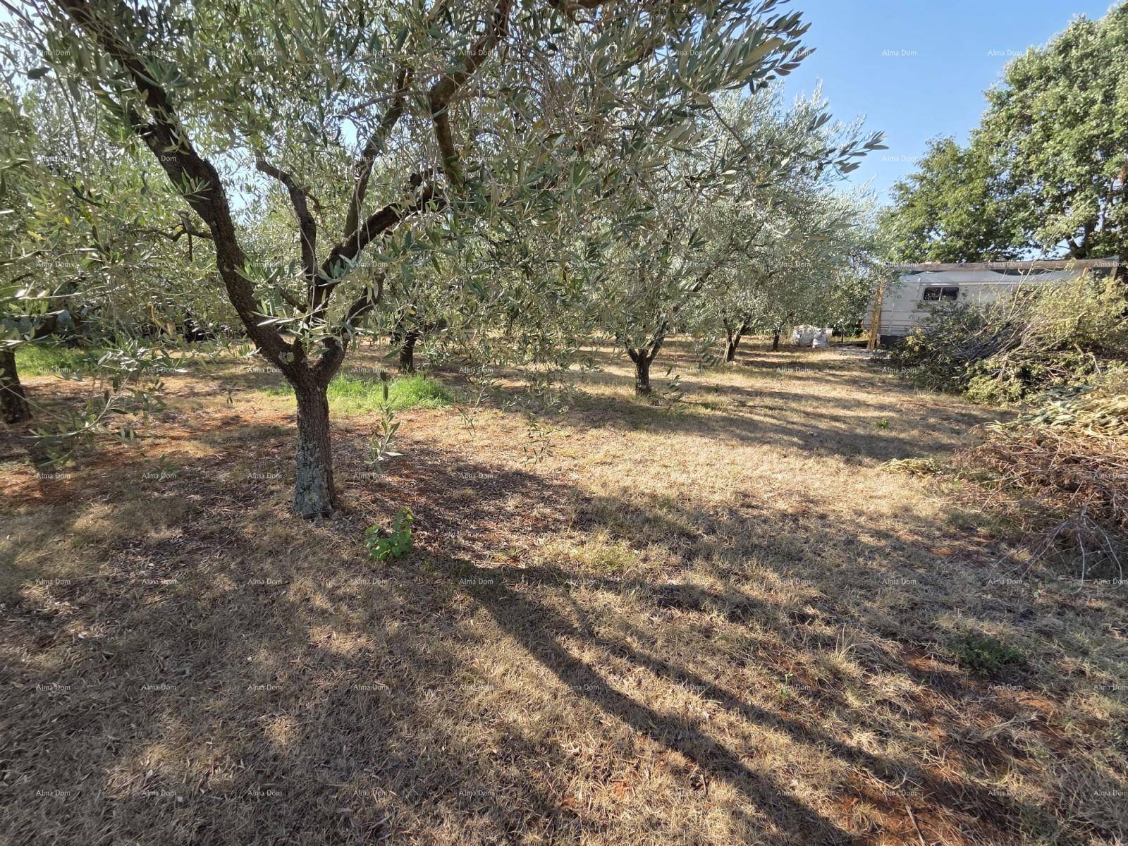Olivenbäume auf trockenem Boden mit einem kleinen Schuppen und Reisighaufen im Hintergrund der Plantage.