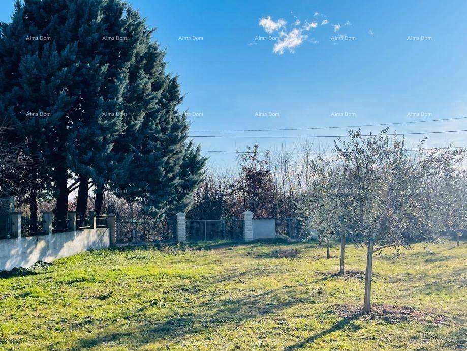 Weitläufiger grüner Gartenbereich mit hohen Bäumen und jungen Olivenbäumen unter blauem Himmel.