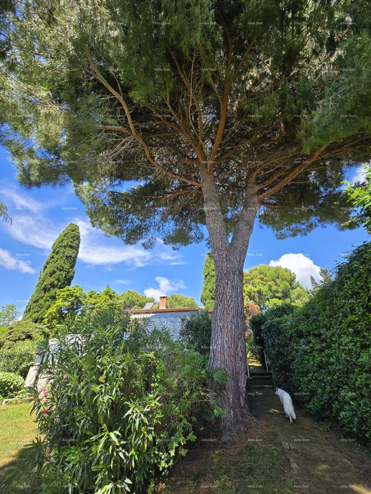 Gepflegter Garten mit einem imposanten Baum und Blick auf das Haus im Hintergrund unter blauem Himmel.