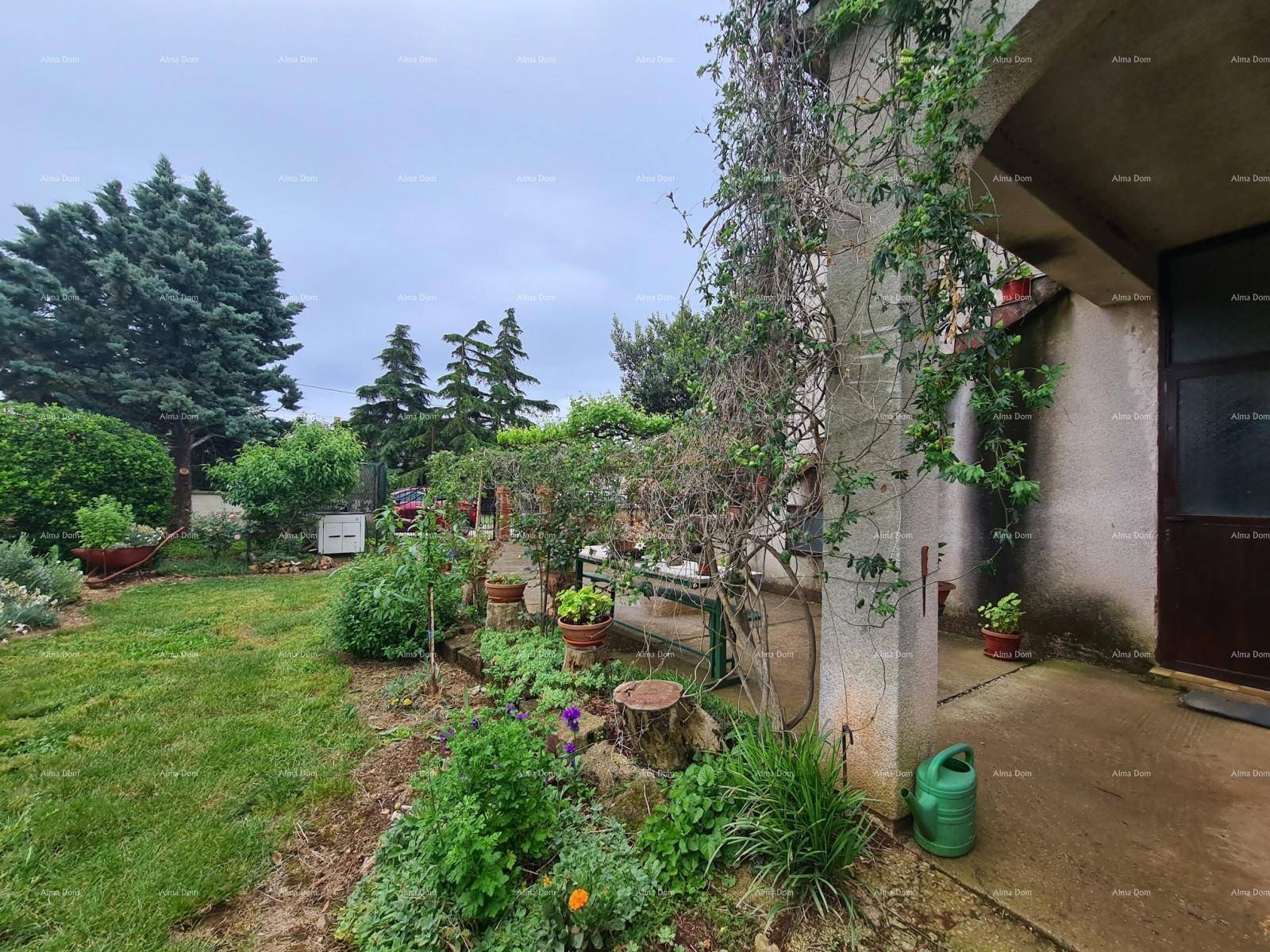 Seitlicher Gartenbereich des Hauses mit Kletterpflanzen, Topfpflanzen und einem gepflegten Rasen.
