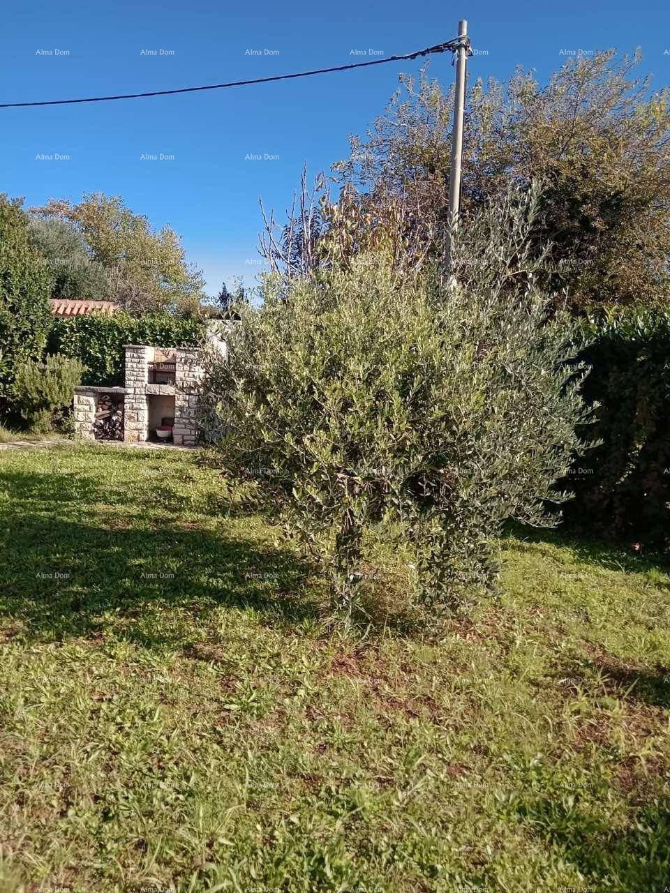 Großer Gartenbereich mit Rasen, Olivenbaum und gemauertem Grillplatz.