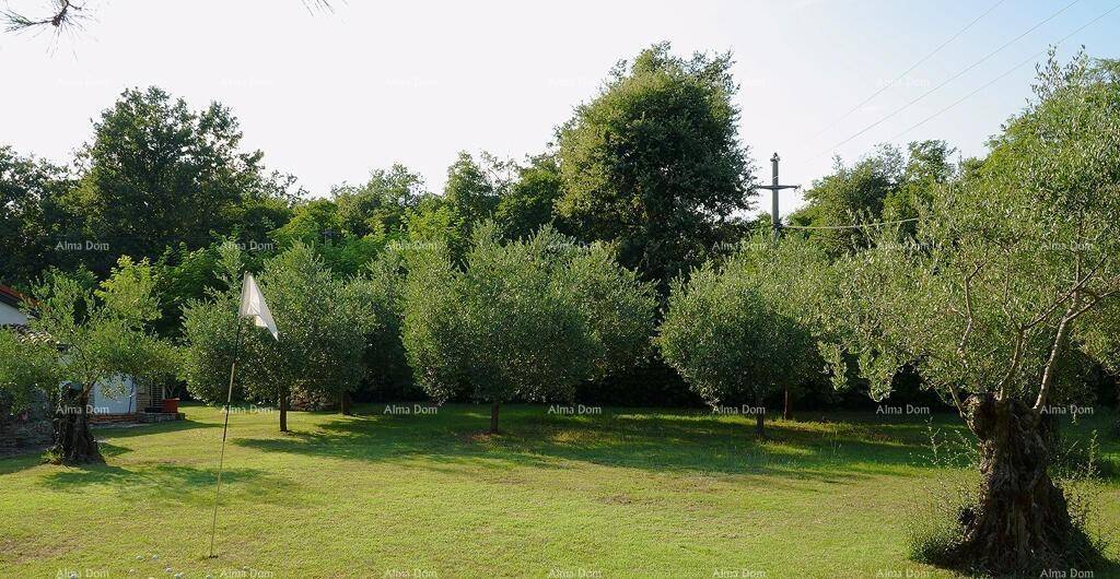 Weitläufige Rasenfläche mit jungen Olivenbäumen und einem weißen Fähnchen im Garten.