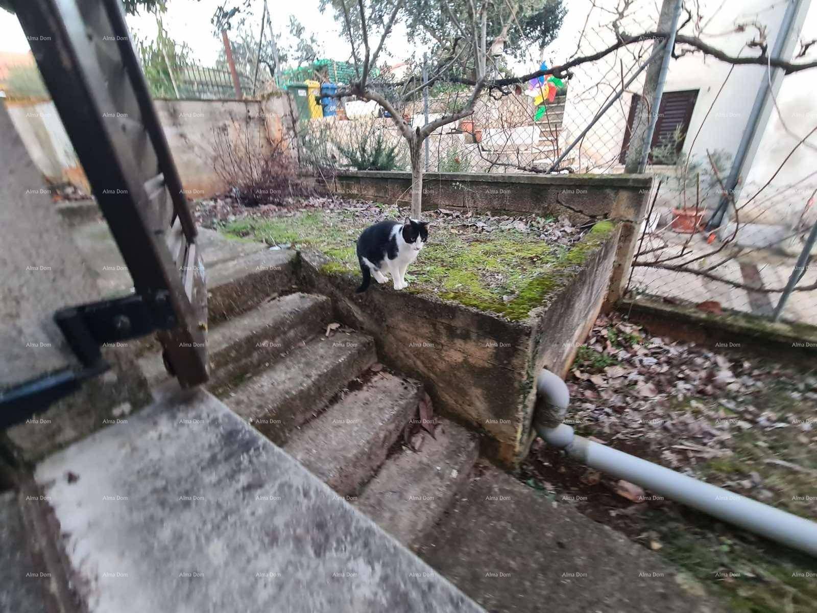 Gartenbereich mit Betonstufen, einer erhöhten Pflanzfläche und einer Katze im Freien.